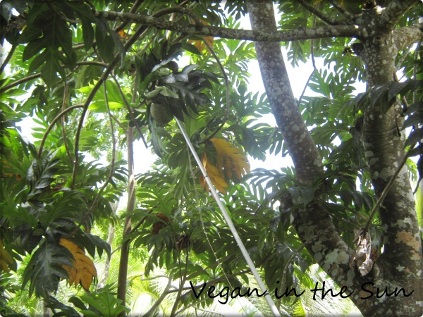 Breadfruit being picked with a cutting apparatus